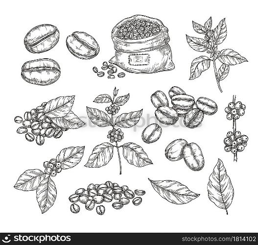 Coffee plants sketch. Vintage black beans, tasty arabica robusta grains. Isolated hand drawn branch and leaf, cafe cafeteria vector elements. Sketch drawing leaf engraving caffeine illustration. Coffee plants sketch. Vintage black beans, tasty arabica robusta grains. Isolated hand drawn branch and leaf, cafe cafeteria vector elements