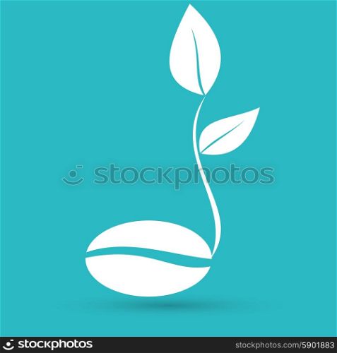 coffee seedlings