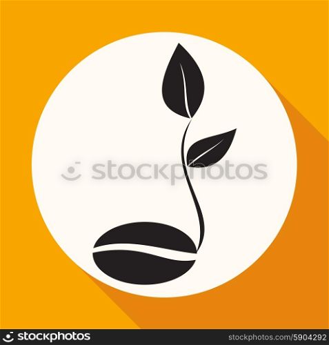 coffee seedlings