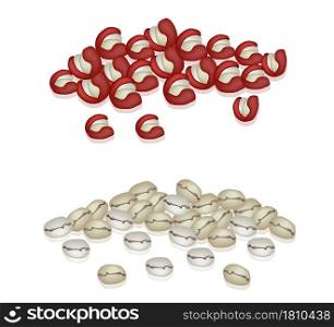 Coffee Time, An Illustration Dry Coffee Cherries and Roasted Coffee Beans Isolated on White Background