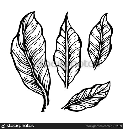 Coffee tree leaves sketch, hand drawn elements and coffee leaves, collection of plant part, colorless vector illustration isolated on white background. Coffee Tree Leaves Sketch Vector Illustration