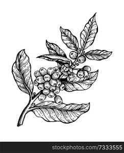 Coffee tree with beans coffea sketch and colorless image, leaves and coffee beans organic plant vector illustration, isolated on white background. Coffee Tree with Beans Coffea Vector Illustration
