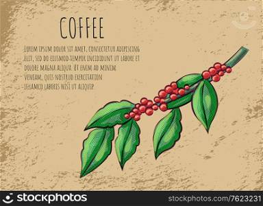 Coffeehouse advertisement, branch of coffee beans and leaves. Vector raw caffeine plant, drawing java symbol, tropical crop or arabic cluster, ingredient of drink. Coffeehouse Advertisement, Branch of Coffee Beans