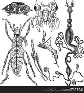 Coleopteres or French-Language Scientific Journal of Entomology, vintage engraving. Old engraved illustration of various parts of an insect.