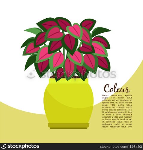 Coleus indoor plant in pot banner template, vector illustration. Coleus plant in pot banner