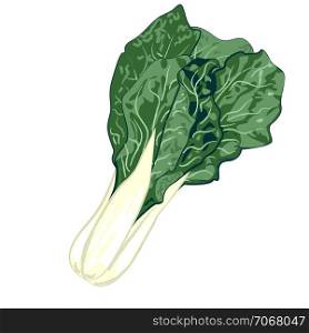 COLLARD GREENS vegetable greenery isolated on a white background vector illustration