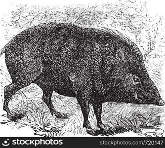 Collared peccary or Pecari tajacu or Dicotyles tajacu or Tayassu tajacu or Musk hog or Mexican hog or Quenk, vintage engraving. Old engraved illustration of Collared peccary in the meadow.