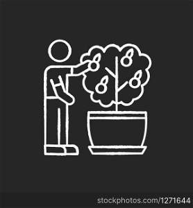 Collecting fruit from mini citrus tree chalk white icon on black background. Caring for miniature orange tree. Thriving plant. Fruiting houseplant. Isolated vector chalkboard illustration