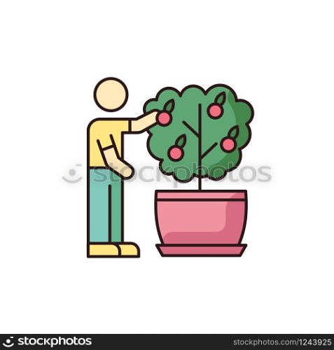 Collecting fruit from mini citrus tree RGB color icon. Caring for miniature orange tree. Thriving plant. Fruiting houseplant. Indoor gardening. Domestic plant cultivation. Isolated vector illustration