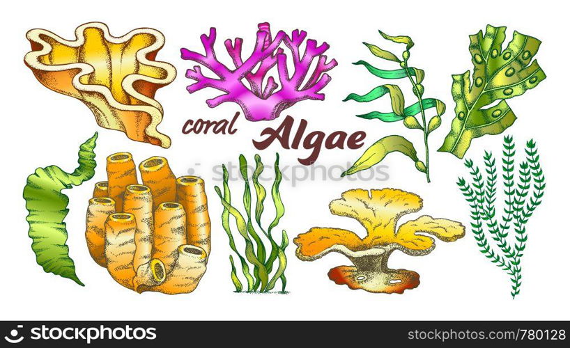 Collection Algae Seaweed Coral Set Vintage Vector. Different Algae Underwater Species, Marine Creatures, Sea Or Ocean Flora And Fauna Concept. Designed Template Monochrome Illustrations. Collection Algae Seaweed Coral Set Vintage Vector