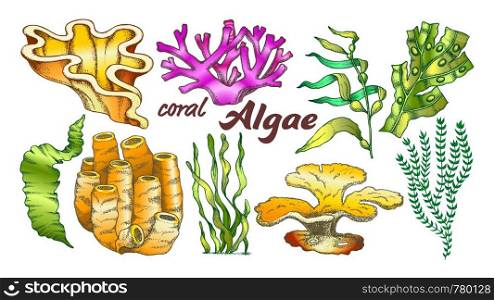 Collection Algae Seaweed Coral Set Vintage Vector. Different Algae Underwater Species, Marine Creatures, Sea Or Ocean Flora And Fauna Concept. Designed Template Monochrome Illustrations. Collection Algae Seaweed Coral Set Vintage Vector