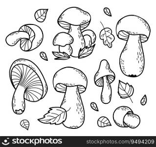 Collection autumn forest mushrooms. Fresh edible white and chanterelle mushrooms. Vector illustration. Isolated outline hand drawing doodles