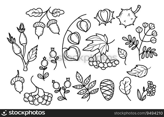 Collection autumn leaves, berries, seasonal forest fruits and plant. Vector illustration. Isolated outline hand drawing doodle