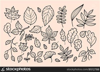 Collection autumn leaves. Vector illustration. Outline seasonal forest leaves. Isolated hand drawing doodle