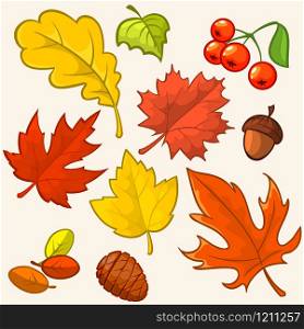 Collection beautiful colourful autumn leaves isolated on white background. vector illustration