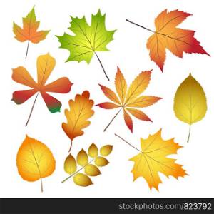 collection beautiful colourful autumn leaves isolated on white background. vector illustration