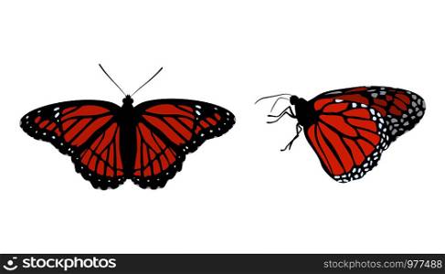 Collection Bright orange monarch butterflies. Vector illustration.. Collection Bright orange monarch butterflies.
