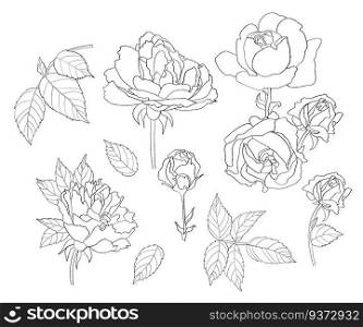 Collection flowers rose. Hand drawn. Vector illustration. Isolated linear plants, leaves and branches for design, decor and decoration