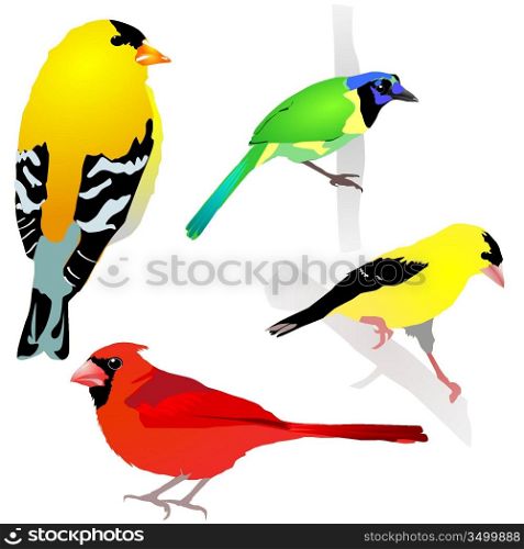 Collection of birds. Vector. EPS10