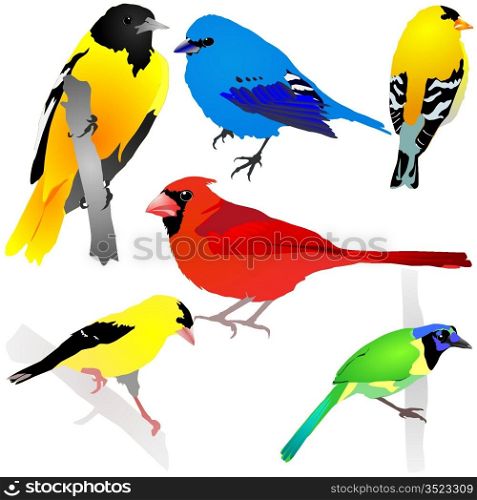 Collection of birds. Vector EPS10
