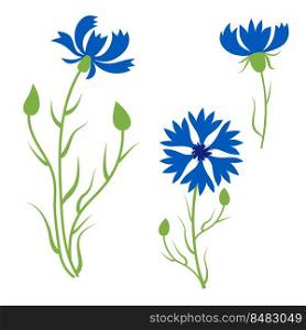Collection of blue cornflowers. Beautiful wildflower with buds. Vector illustration. isolated plants for design and decor, prints, decoration of botanical booklets and postcards, covers
