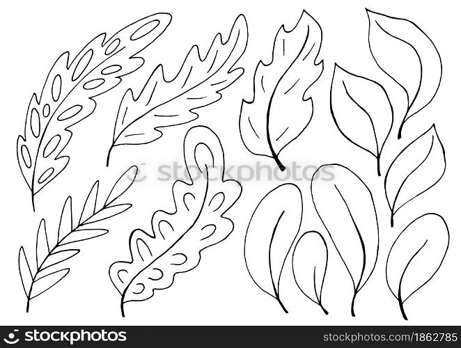 Collection of decorative green leaves. Monochrome elements for your design. Leaves of trees, flowers. Set of illustrations in hand draw style. Floral illustration in hand draw style