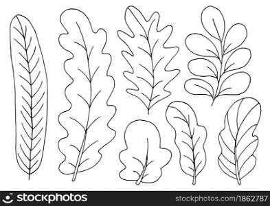 Collection of decorative leaves. Monochrome elements for your design. Set of illustrations in hand draw style. Floral illustration in hand draw style