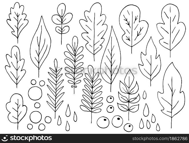 Collection of decorative leaves. Monochrome elements for your design. Leaves of trees, flowers. Set of vector illustrations in hand draw style. Floral illustration in hand draw style