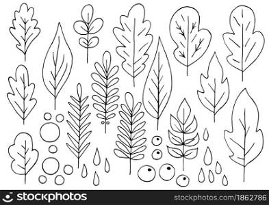 Collection of decorative leaves. Monochrome elements for your design. Leaves of trees, flowers. Set of vector illustrations in hand draw style. Floral illustration in hand draw style