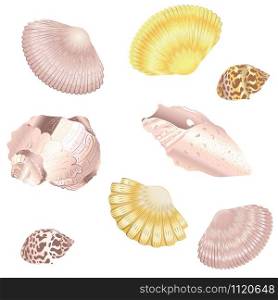 Collection of decorative seashells design, vintage illustration.