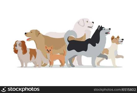 Collection of Different Dogs Isolated on White. Collection of different dogs isolated on white. Husky, Golden retriever, Jack Russell Terrier, Maremma Sheepdog, Chihuahua, Cavalier king charles spaniel breeds. Dog pet shop banner poster. Vector.