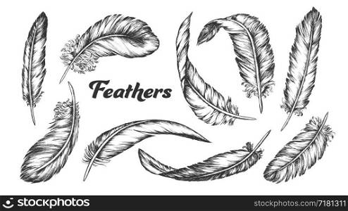 Collection of Different Feathers Set Ink Vector. Standing, Flying And Lying Fluffy Bird Feathers. Epidermal Growths Form Distinctive Outer Covering Or Plumage. Monochrome Hand Drawn Illustrations. Collection of Different Feathers Set Ink Vector