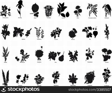 Collection of different vector berries and flowers