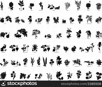 Collection of different vector berries and flowers