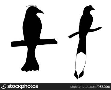 Collection of Drongo Bird on tree branch Silhouettes. Vector illustration isolated on white