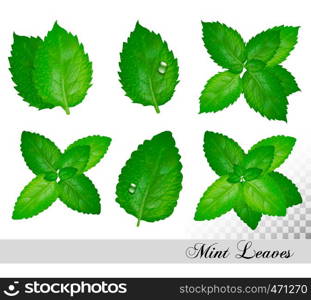 Collection of fresh mint and melissa leaves. Vector set