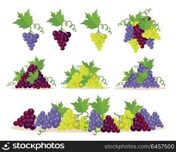Collection of Grapes Sorts. Fruit for Wine Making.. Collection of different grapes sorts. Fruit for preparation check elite vintage strong wine. Bunch or cluster of grapes. Grapery racemation. Part of series of viniculture production items. Vector