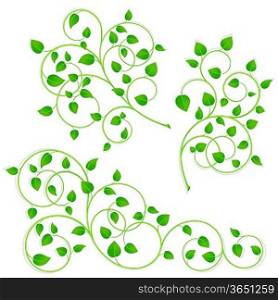 Collection of green branches on a white background