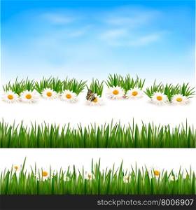 Collection of green grass backgrounds. Vector illustration.