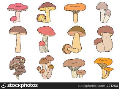 Collection of hand drawn mushrooms in doodle style on white background.. hand drawn mushrooms