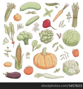 Collection of hand-drawn popular cartoon vintage style vegetables and coolinary herbs, vector illustration. For prints, food design, menu, labels. Collection of hand-drawn popular cartoon vintage style vegetables and coolinary herbs, vector illustration