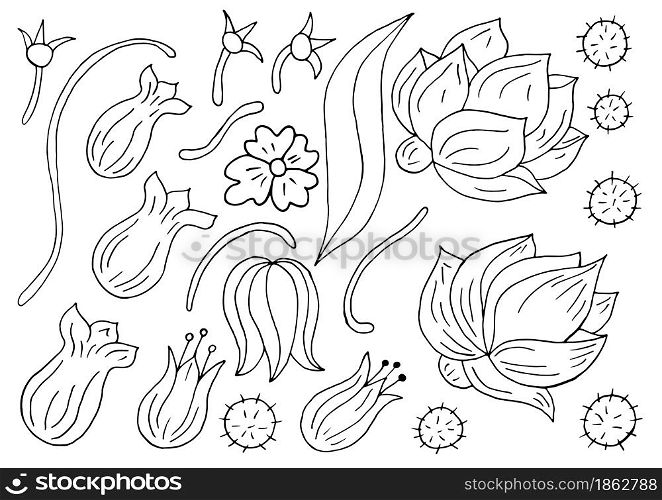 Collection of Monochrome elements. Flowers and leaves in hand draw style. Elements for your design. Peonies and tulips. Floral illustration in hand draw style