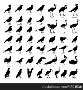 Collection of silhouettes of birds