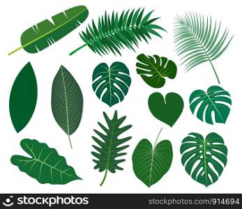 Collection of tropical leaves vector set isolated on white background - Vector illustration