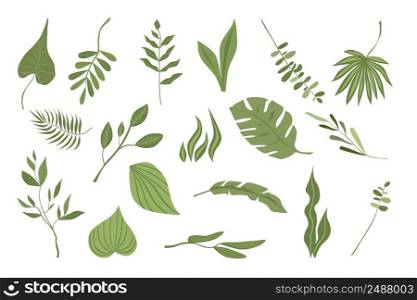 Collection of vector illustrations, green plants and branches, for compositions and design. Isolated on white background. Fashion illustration in trend, set