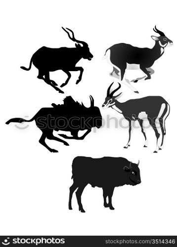Collection of vector images of antelopes