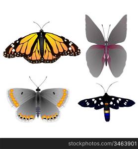 Collection of vector images of beautiful butterflie
