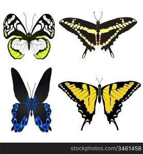 Collection of vector images of beautiful butterflies