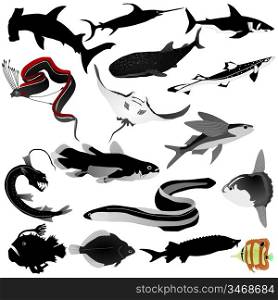 Collection of vector images of fishes