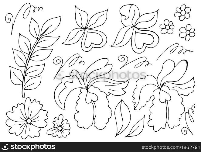 Collection of vector Monochrome elements. Flowers and leaves in hand draw style. Elements for your design. Orchids, leaves and curls. Floral illustration in hand draw style